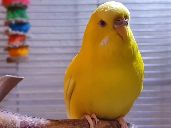 Wellensittich-Bild: hübscher Vogel 