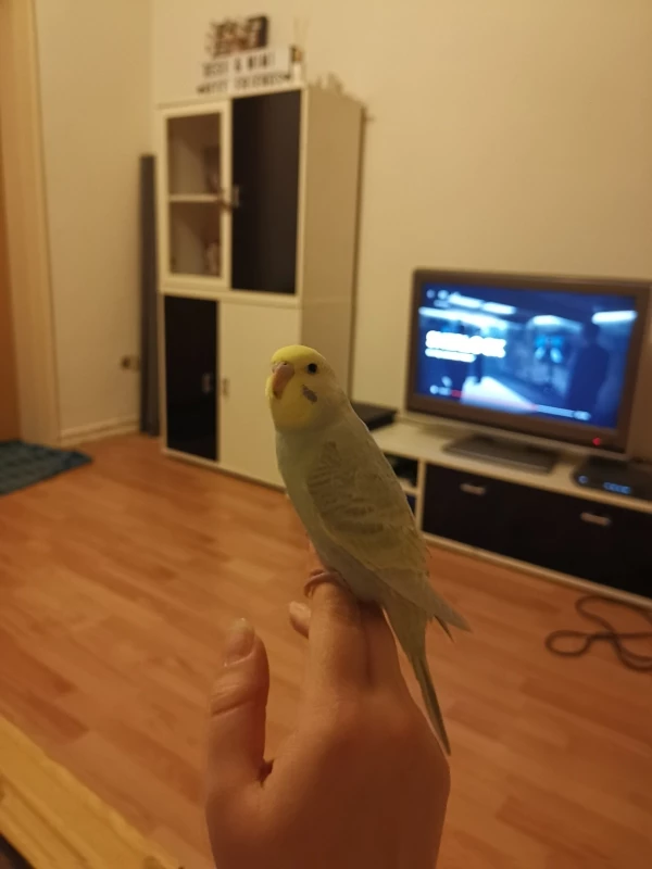 Wellensittich-Bild: Sie guckt immer so böse aber ist eigentlich ganz süß 