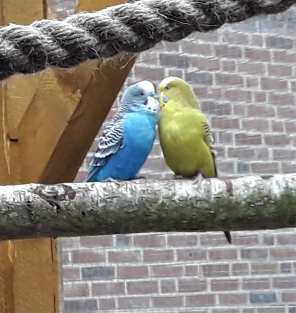 Wellensittich-Bild: Hier sind Felix und seine geliebte Dame. 
Vom ersten Tag an, seit dem Felix zu uns gekommen ist hält er ihr unverbrüchlich die Treue. :)