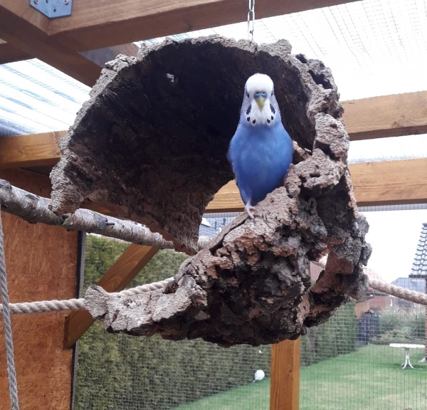 Wellensittich-Bild: Mein kleiner Udo-Schatz. 
Vom Nicht- zum Überflieger. :)