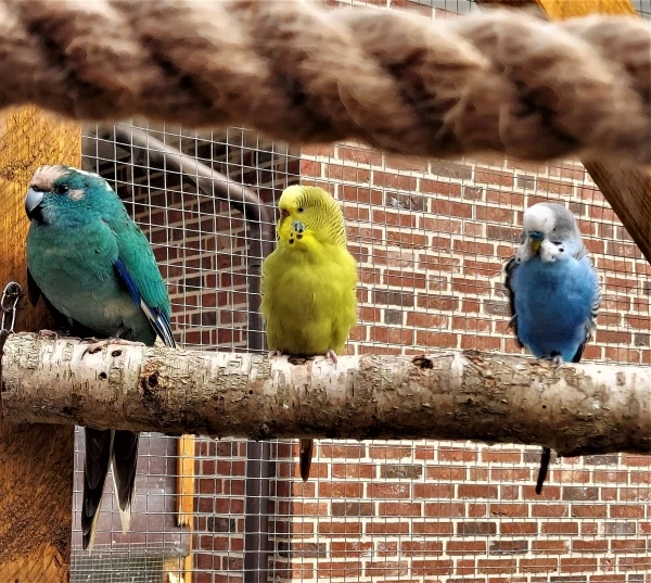 Wellensittich-Bild: War frisch heute, alle etwas geplustert :)