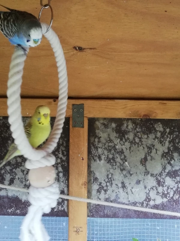 Wellensittich-Bild: Egal wo sich Lottchen (unten) aufhält, Felix ist nie weit weg. 