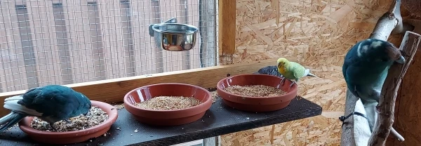 Wellensittich-Bild: wie man sieht, schmeckt wohl der Ast auch gut 
