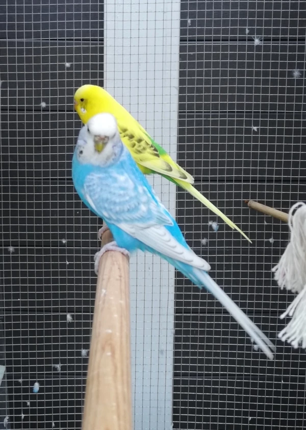 Wellensittich-Bild: auch ein Traumpaar