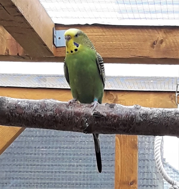 Wellensittich-Bild: Hier nochmal meine wunderschöne kleine Lady