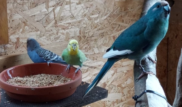 Wellensittich-Bild: Erst mal futtern :)