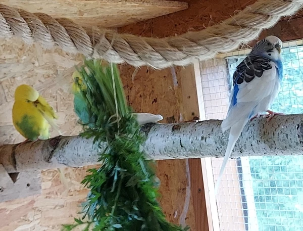 Wellensittich-Bild: meine beiden Herren mit R