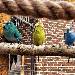 Charly, Lottchen und Felix