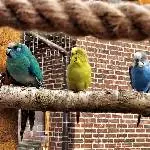 Charly, Lottchen und Felix