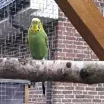 Meine hübsche Lady