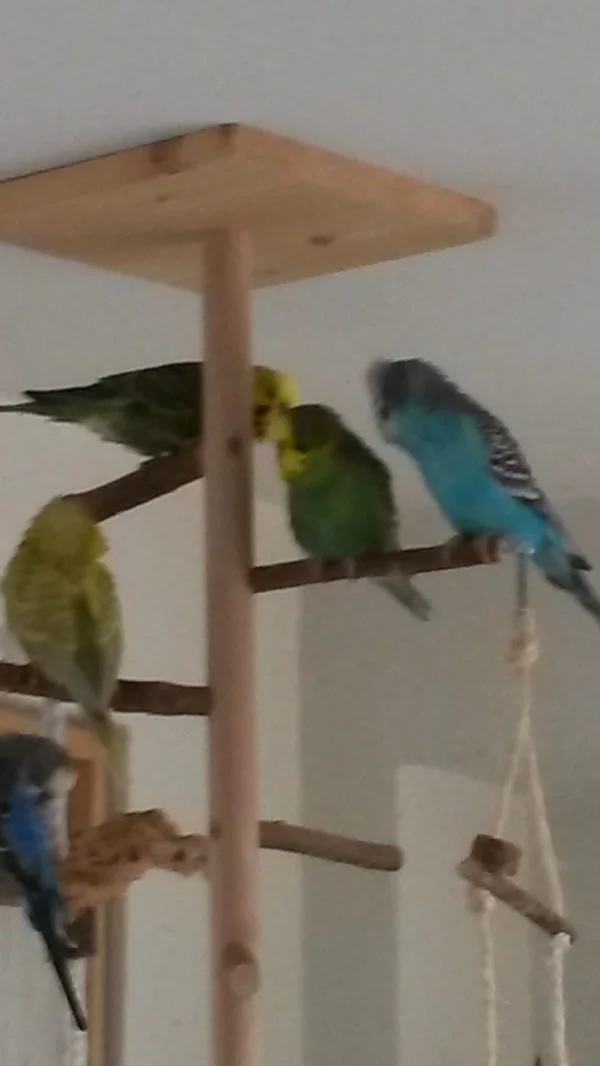 Wellensittich-Bild: leider unscharf. Von unten links nach oben rechts: Blueberry, Kiri, Marzellinus, Maxi, Arturo