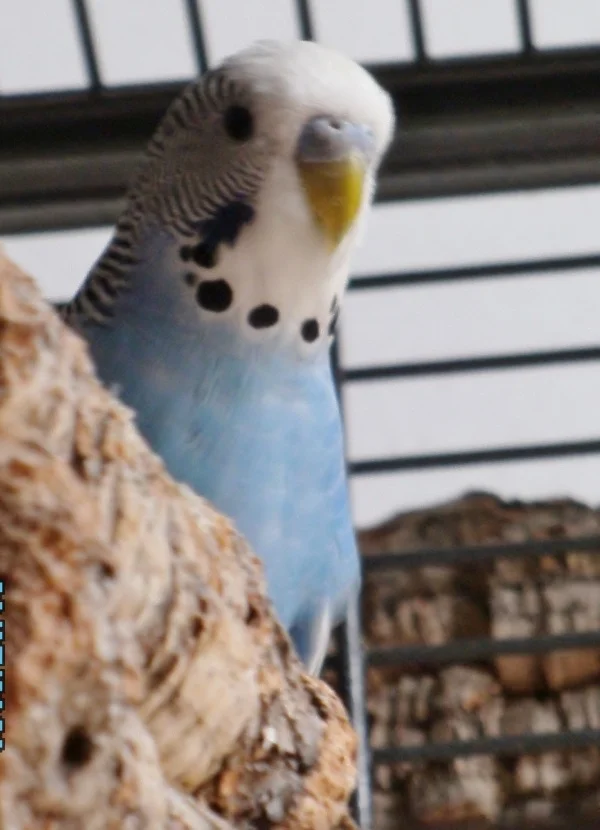 Wellensittich-Bild: Der scheue Blueberry lugt hinter seinem Kork hervor: ob man da wohl in einem Schuß aus dem Käfig direkt zur Kletterstange kommt?