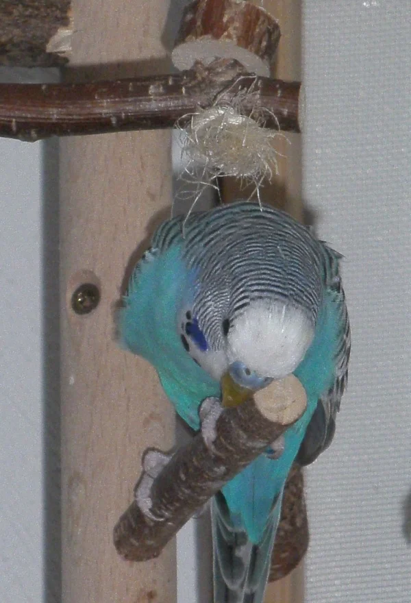 Wellensittich-Bild: he, was isn da unten los? 