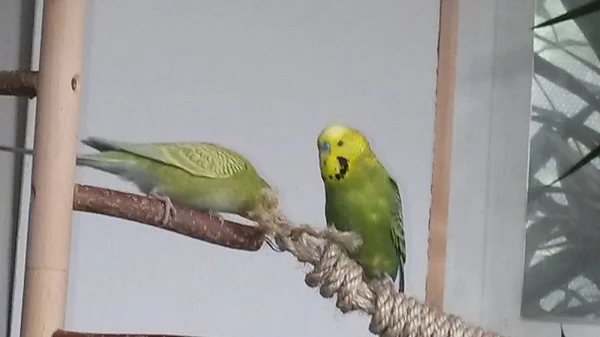 Wellensittich-Bild: Als Maxi kam, war die arme Kiri abgeschrieben. Marzellinus hat nur noch Augen für die Neue. Arme Kiri :°(
