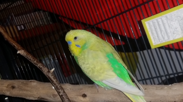 Fly