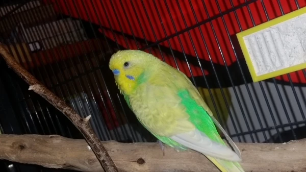 Wellensittich-Bild: Fly sitzt auf dem Holz und musste kurz nach der Aufnahme des Bildes gähnen. 