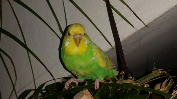Wellensittich-Bild: Aki saß auf einem Ast der Palme  im meinem
Zimmer und chillte dort seine Federn. 