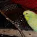 Fly