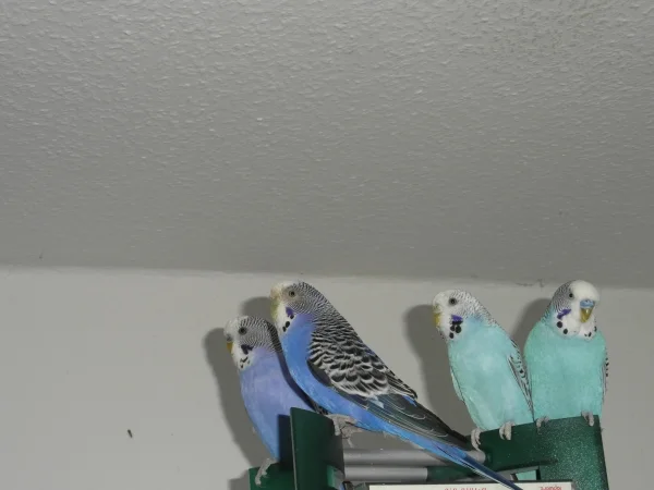 Wellensittich-Bild: Coco & Bubi, Caro & Putzi. (v.l.n.r.)