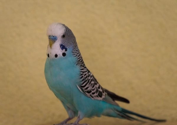 Bubi