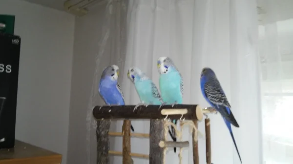 Wellensittich-Bild: Bubi, Caro, Putzi und Coco von links