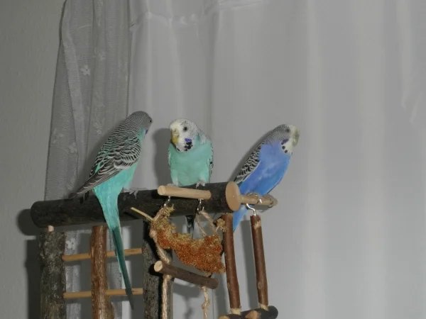 Wellensittich-Bild: Coco ist die tiefblaue Welli-Dame