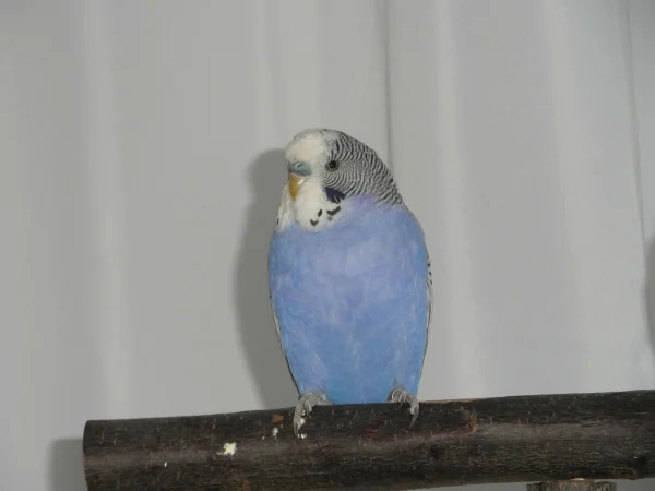 Wellensittich-Bild: Für Coco haben wir nun bei einem Züchter einen jungen Wellimann gekauft. Er ist sehr agil und lustig, zwitschert den ganzen Tag und mischt den kleinen Schwarm (Caro, Putzi und Coco) ganz schön auf.