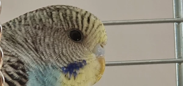 Wellensittich-Bild: Das ist Blue. Auch hier sind wir nicht sicher ob es ein Hahn ist. Wer kann helfen? Danke im Voraus 