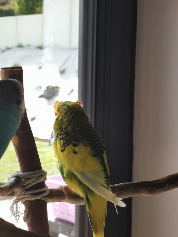 Wellensittich-Bild: Der Coco denkt sich: Iiiiiieeee Wasser!!! 