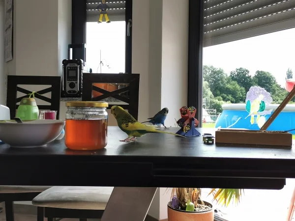 Wellensittich-Bild: Der Furby und das Honigglas.. 