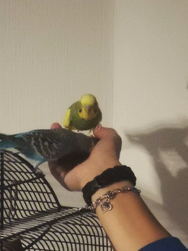 Wellensittich-Bild: Wir trainieren fleißig mit beiden Wellis, damit sie zahm werden. 
