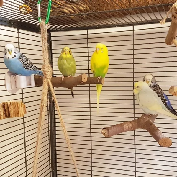 Wellensittich-Bild: In der Reihe: Blue, Ivy, Tweety, Harley und hinten ist Violet. :)
(Ivy in der Mauser)