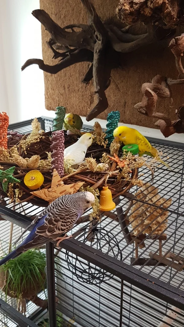 Wellensittich-Bild: Bei einem Adventskranz den man Schreddern kann sind alle Wellis Happy! Und leckereien gibt es dazwischen auch noch <3