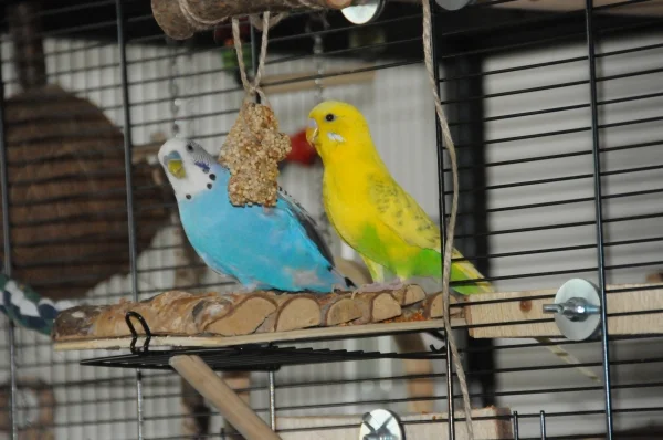 Wellensittich-Bild: Blue und Tweety beim Fressen von meinen selbst gebackenen Keksen.