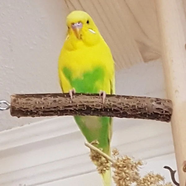 Wellensittich-Bild: Tweety ist böse weil ich ihm die Hirse weggenommen habe.
