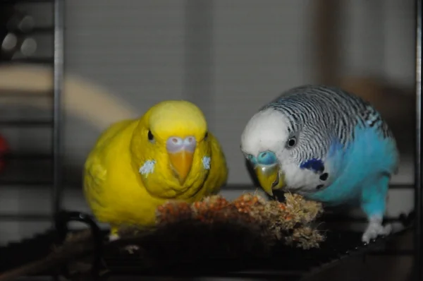 Wellensittich-Bild: Lecker Hirse!