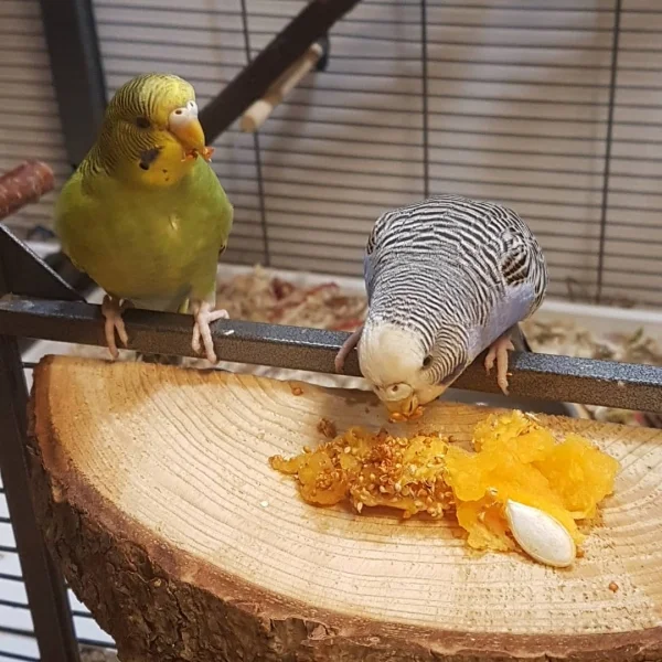 Wellensittich-Bild: Zur Herbstzeit gibt es guten Kürbis, wenn sich unsere Mom einen Kürbisaufstrich macht.