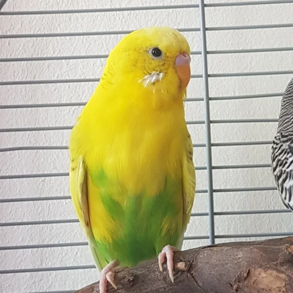 Wellensittich-Bild: Tweety in voller Pracht.