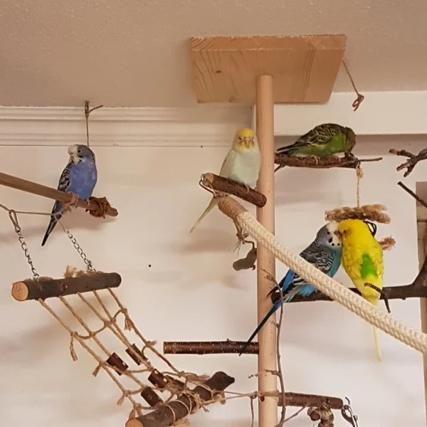 Wellensittich-Bild: Alle schauen mir von oben beim Putzen zu.