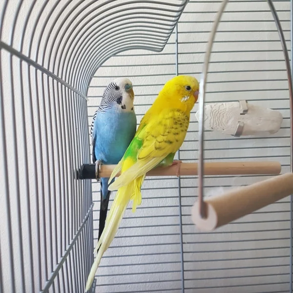 Wellensittich-Bild: Blue und Tweety am 1. Tag zusammen. Im alten Käfig.