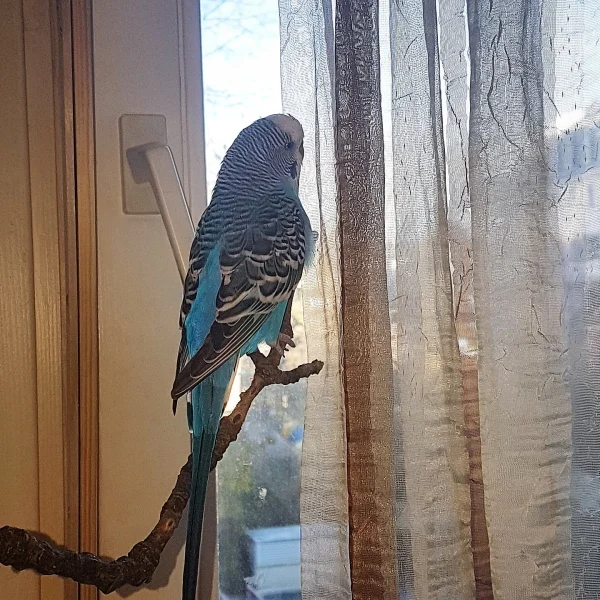 Wellensittich-Bild: Blue das Model!