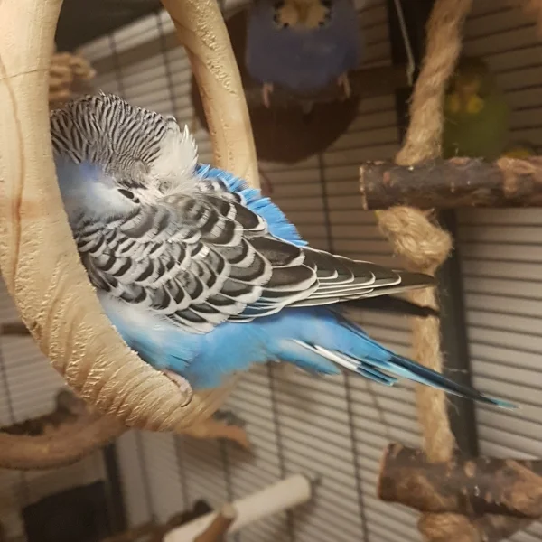 Wellensittich-Bild: Müder kleiner Blue