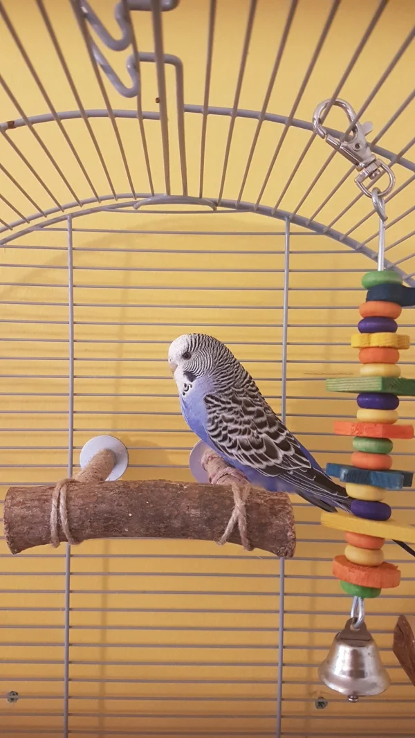 Wellensittich-Bild: Neuzugang Violet. Gekauft bei einer Hobbyzüchterin.
Sie wurde als gesund verkauft, hatte aber eine Streptokokkenmischinfektion. Die Züchterin meinte ich solle sie zurück bringen und ich bekomme das Geld zurück, das habe ich nicht übers Herz gebracht, außerdem habe ich das Gefühl als hätte ich sie von dort gerettet.