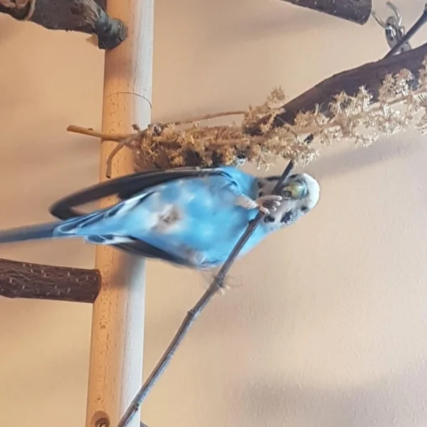 Wellensittich-Bild: Blue hat spaß beim schaukeln und knabbern an dem dünnen Ast.