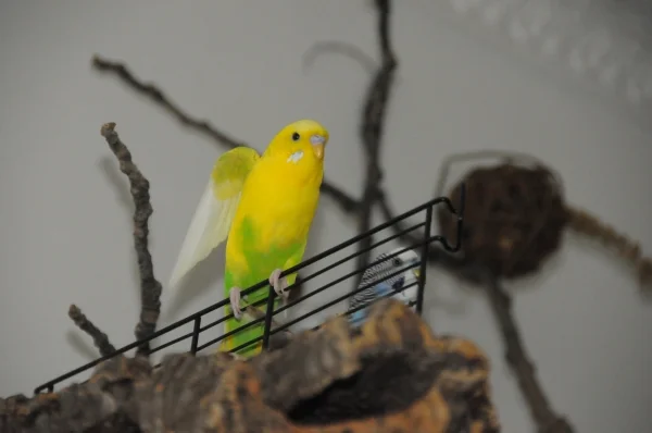 Wellensittich-Bild: Kleiner Engel, Tweety.