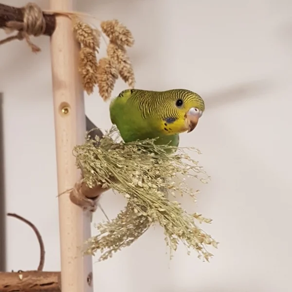 Wellensittich-Bild: Hier genießt Ivy gerade die leckere Rispenhirse.