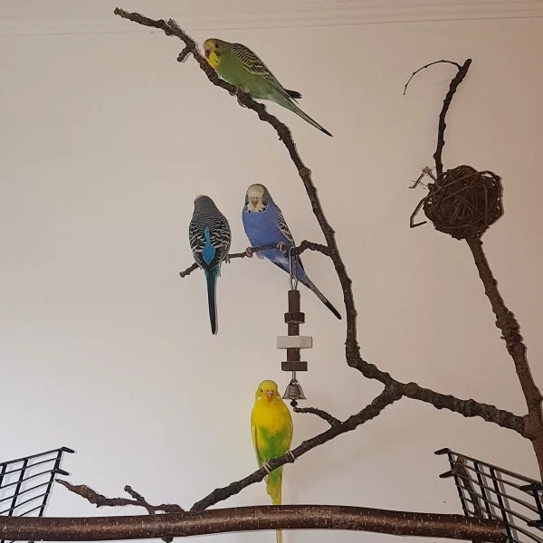 Wellensittich-Bild: Am Einzugstag von Ivy ist gleich das erste Gruppenbild entstanden.