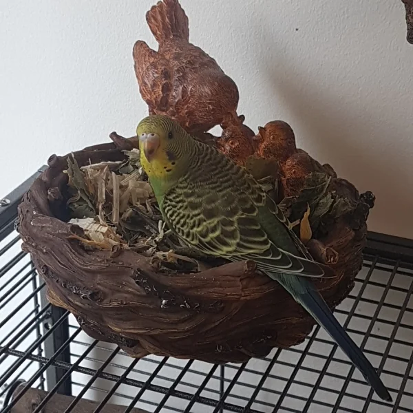 Wellensittich-Bild: Ivy ist immer die erste in der aufgefüllten Wühlschale.
