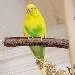 Tweety