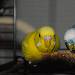Blue und Tweety